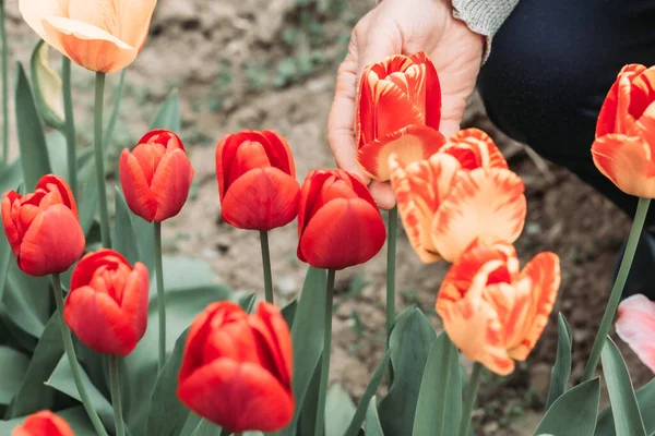Bahçeden taze laleler toplayan yaşlı kadın.