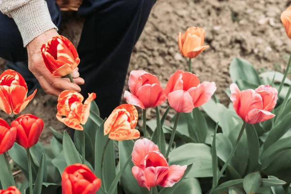 Bahçeden taze laleler toplayan yaşlı kadın.