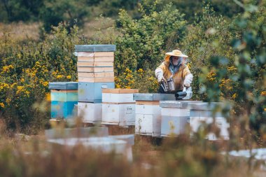 Arı yetiştiricisi arıcıda çalışıyor. Arıcılık konsepti