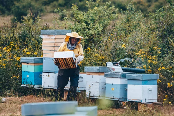 Arı yetiştiricisi arıcıda çalışıyor. Arıcılık konsepti