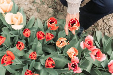 Bahçeden taze laleler toplayan yaşlı kadın.