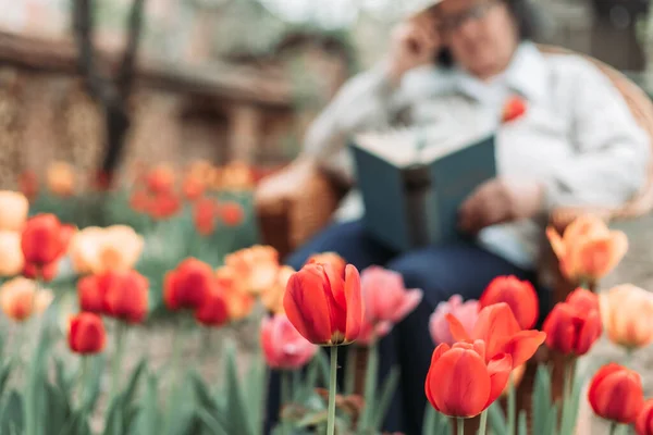 Ältere Frau Entspannt Sich Und Liest Ein Buch Garten Tulpen — Stockfoto