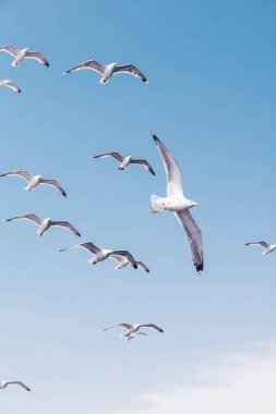 Yunanistan 'da yaygın martılar uçuyor