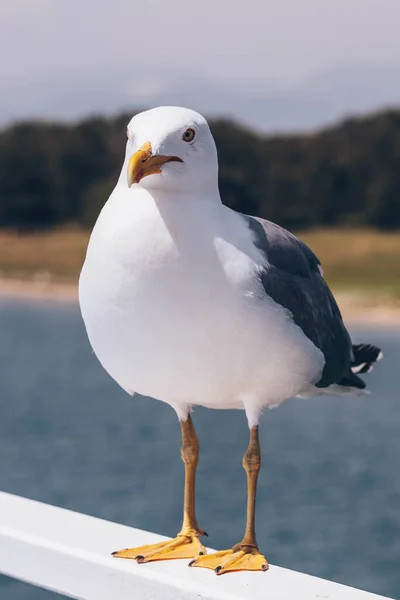 Närbild Vanlig Mås Grekland — Stockfoto