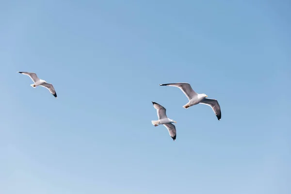 普通海鸥群在希腊飞行 — 图库照片