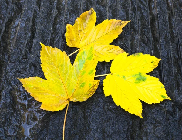 Maple Leafs — Stock fotografie