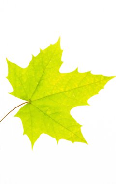 yeşil akçaağaç yaprağı