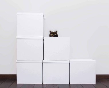 Beyaz kutularda oturan bir kedi. Taşınıyor