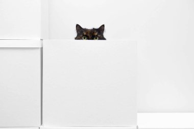 Beyaz kutularda oturan bir kedi. Taşınıyor .