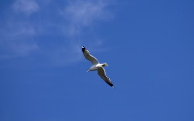 Gökyüzünde bir kuş