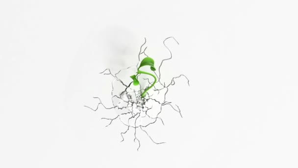 Растущее растение на белом фоне — стоковое видео