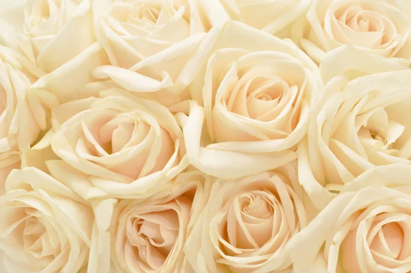 Beautiful white rose background — Stock Photo, Image