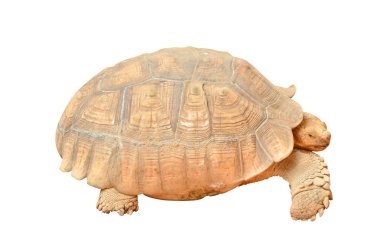 Dev kaplumbağa (Geochelone kızgözü izole)