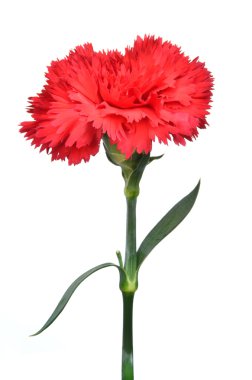 beyaz izole kırmızı karanfil