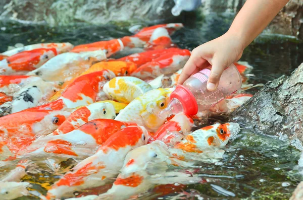 Feeding carp by hand — Stock Photo, Image