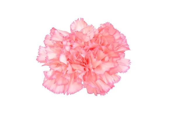 Pink Carnation Isolated on white — Stock Photo, Image