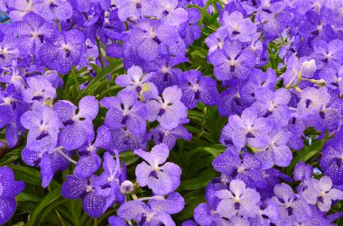 Mor orkide arka plan