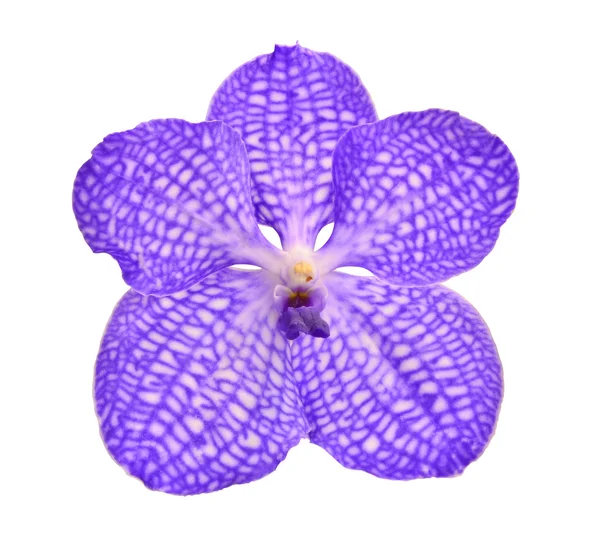 Orquídea violeta em branco — Fotografia de Stock