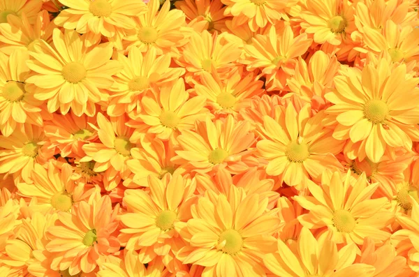 Yellow Chrysanthemum flowers background — Stock Photo, Image