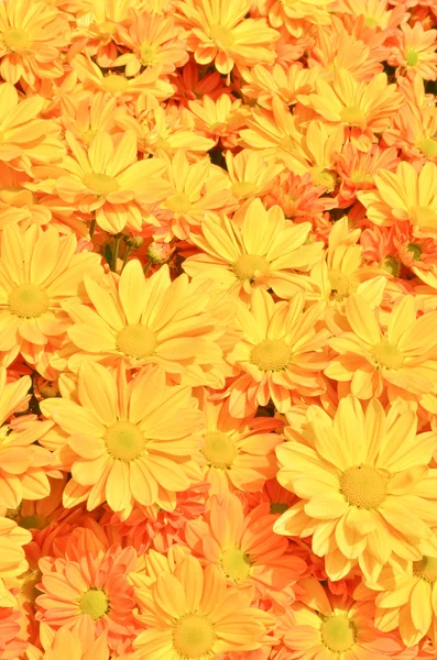 Yellow Chrysanthemum flowers background — Stock Photo, Image