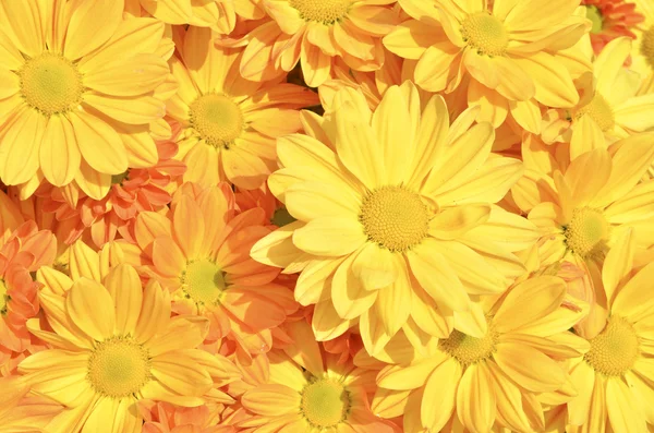 Fleurs de chrysanthème jaune — Photo