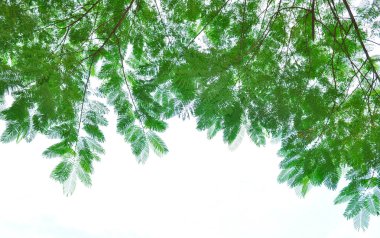 Yeşil izole yapraklar