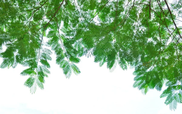 Yeşil izole yapraklar