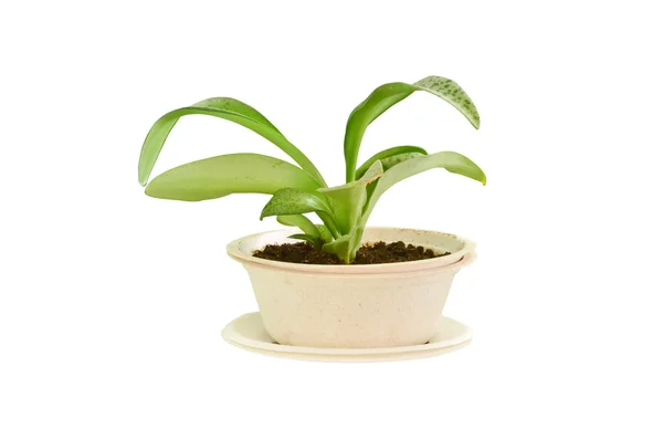 Pequena planta em tigela de bagaço — Fotografia de Stock