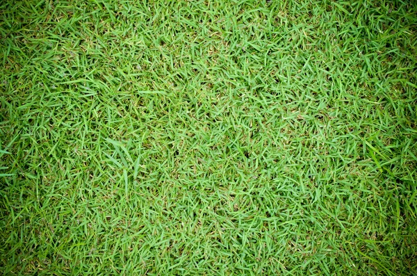 Belle texture d'herbe verte — Photo