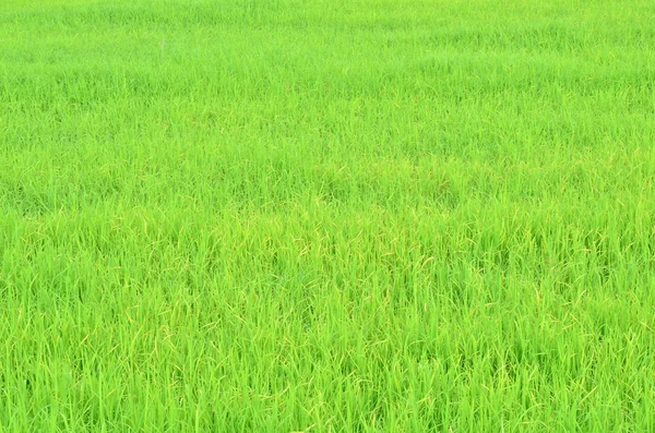 Campo de arroz verde — Foto de Stock