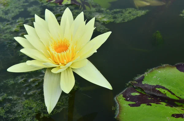 Nymphaea lotus in the pool — Stock Photo, Image