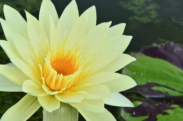 Nymphaea lotus in the pool — Stock Photo, Image