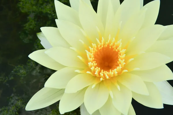 Nymphaea lotus in the pool — Stock Photo, Image