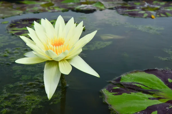 Nymphaea lotus in the pool — Stock Photo, Image