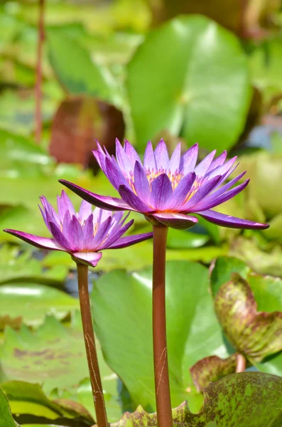 Lotus rose dans la piscine — Photo