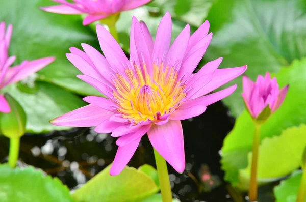 Pink lotus in the pool — Stock Photo, Image