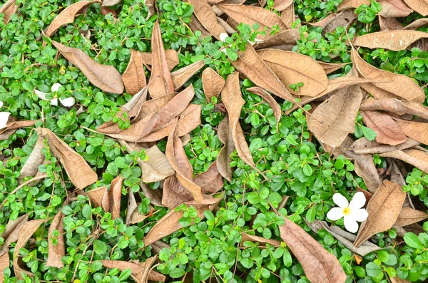 园林植物与干树叶 — 图库照片