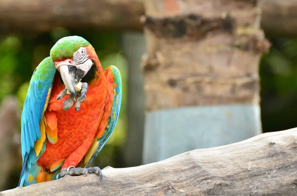 カラフルなコンゴウインコ枝の食品を食べる — ストック写真