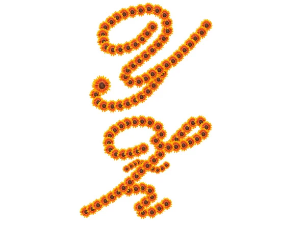 Abeceda y z, slunečnicový abeceda izolovaných na bílém — Stock fotografie