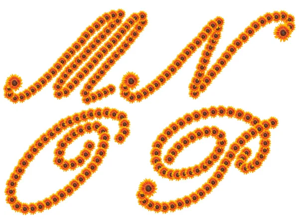 Alfabe m n o p, ayçiçeği alfabe üzerinde beyaz izole — Stok fotoğraf