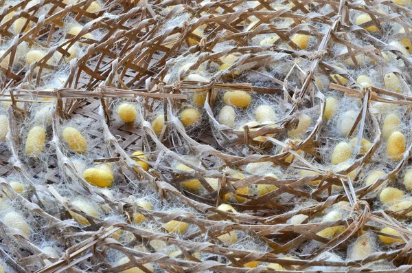 Capullo de gusano de seda — Foto de Stock