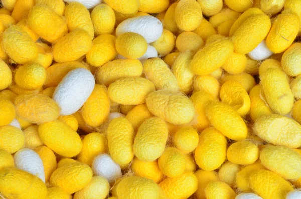 Bource morušového kokonu pozadí, bílé a žluté hedvábné červ — Stock fotografie