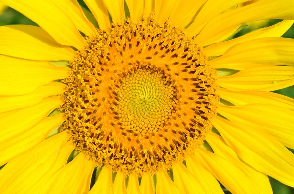 Närbild av vackra gula Solrosen — Stockfoto