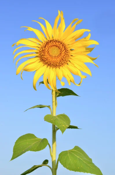 Beautiful sunflower with blue sky — Stock Photo, Image