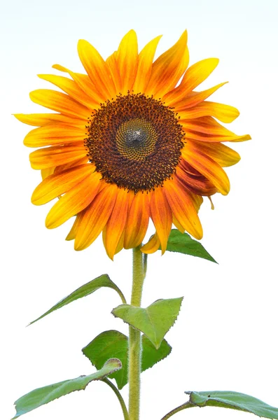 Bellissimo girasole giallo — Foto Stock