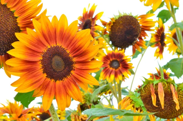 Beautiful spring sunflowers — Stock Photo, Image