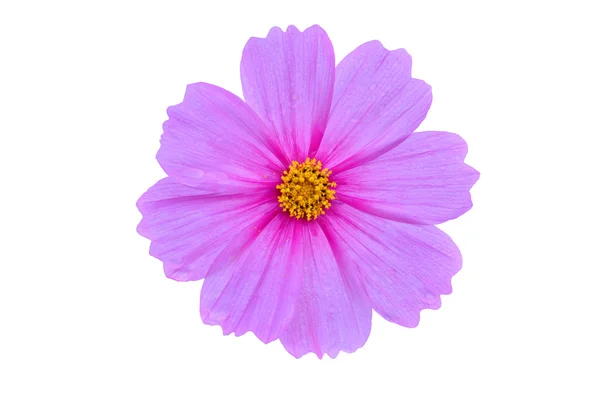 Bellissimo fiore del cosmo isolato — Foto Stock