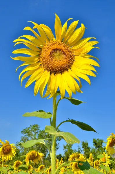 Alanında mavi gökyüzü ile güzel ayçiçeği — Stok fotoğraf
