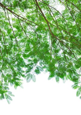 Green leafs isolated on white