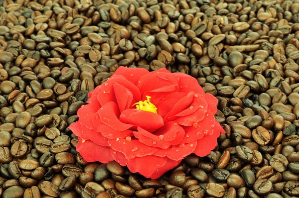 Café y flor — Foto de Stock